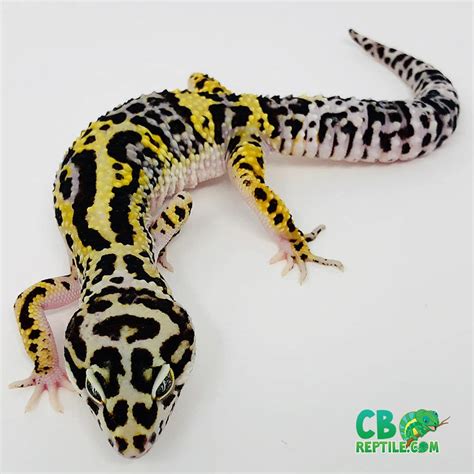 Bold Leopard Gecko For Sale Near Me Baby Leopard Geckos For Sale Online