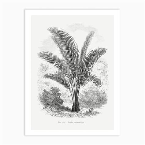 Vintage Palm Tree Drawing Art Print By Fy Classic Art Prints And