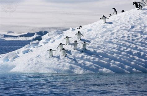 Imagequest Potd Adelie Penguins Running Toward The Edge Of An Ice