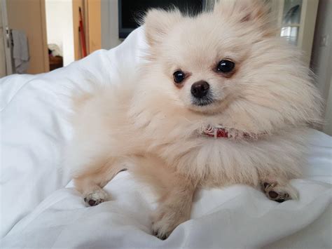 Get the best for your little Pomeranian - My First Pomeranian