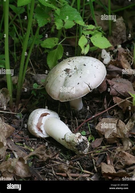 Agaricus Arvensis Commonly Known As The Horse Mushroom Wild Edible