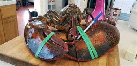 15 Pound Lobster • Edel Alon