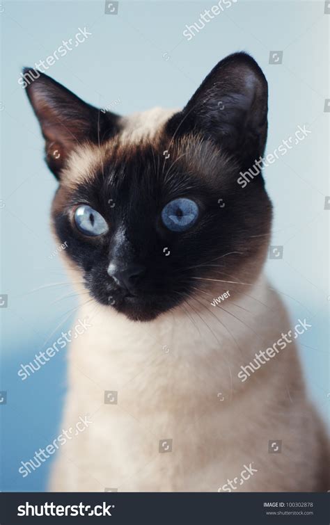 Hunting Blue Eyes Siamese Cat Stock Photo 100302878 Shutterstock