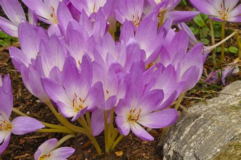 Growing With Plants Colchicum Or Autumn Crocus What Should You Plant