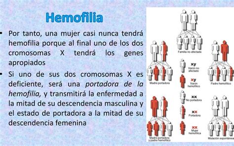 Cap Tulo Hemostasia Y Coagulaci N Sangu Nea Guyton Hall