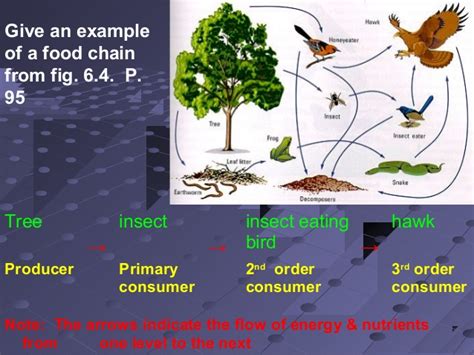 What is food chain give an example. Unit 3 lesson 1 food chains