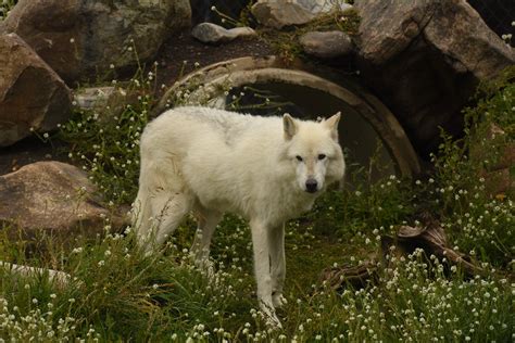 White Wolf Standing 5 Amaury Laporte Flickr