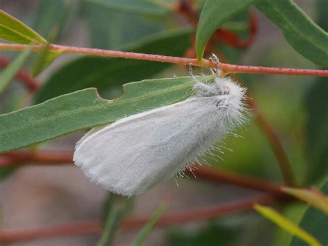 Lymantriida Tussock Moth Euproctis Patrick Calmels Flickr