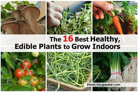 The 16 Best Healthy Edible Plants To Grow Indoors