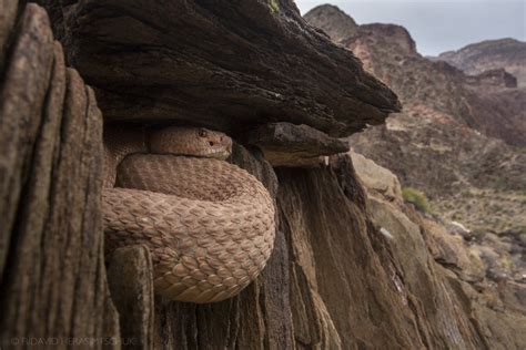 Pink Rattlesnake Grand Canyon — Freshwaters Illustrated