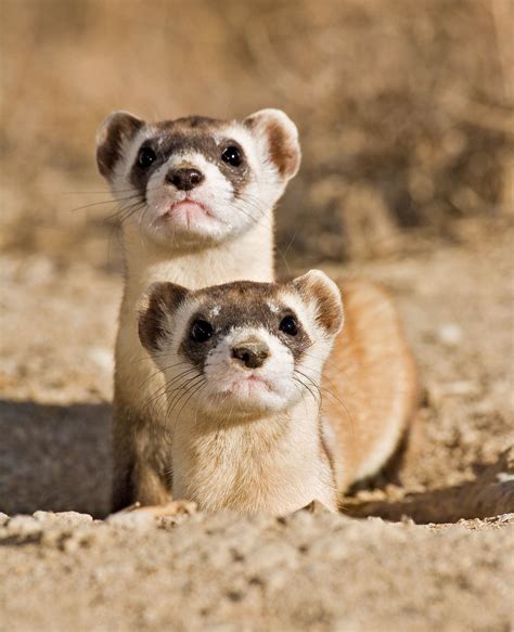 Weasels Are Built For The Hunt Published 2016 Black Footed Ferret