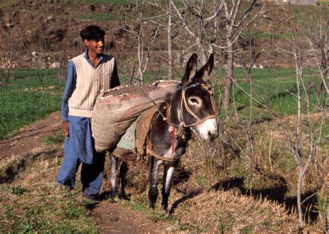 Pack Donkey In Pakistan The Donkey Populations Have Been Increasing In