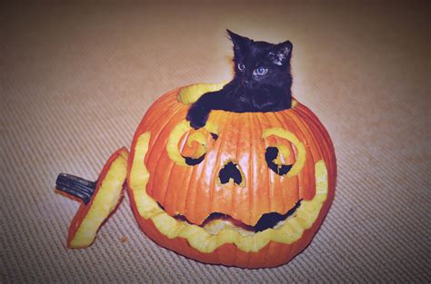 Spooky Cat Cat In Pumpkin Halloween Kitten Halloween Pumpkin Cat