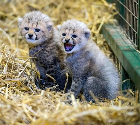 Beautiful Baby Cheetahs 🐆 Cheetah Cubs Baby Cheetahs Cheetah