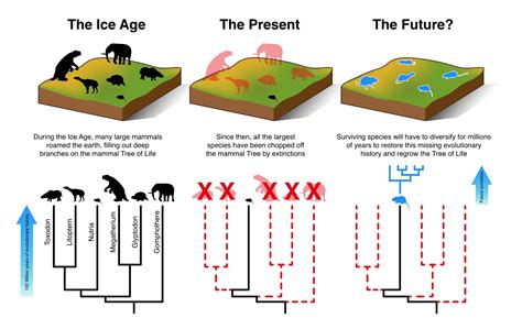 Mammals Cannot Evolve Fast Enough To Escape Current Extinction Crisis