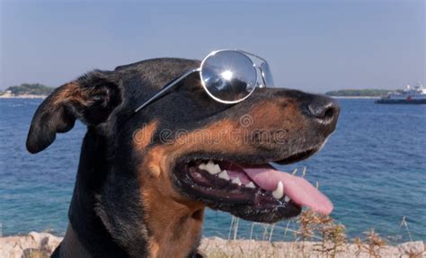 Cool Dog With Sunglasses Stock Photo Image Of Canine 18671440