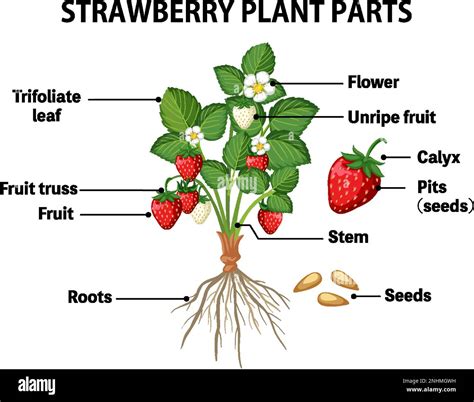Strawberry Plant Parts Diagram Illustration Stock Vector Image And Art