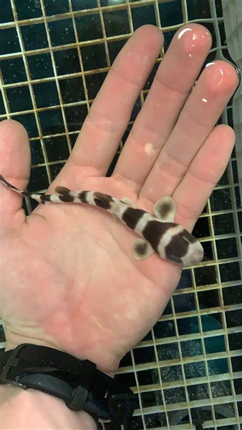 Scientists Bring To Life Nearly 100 Baby Sharks Through Artificial