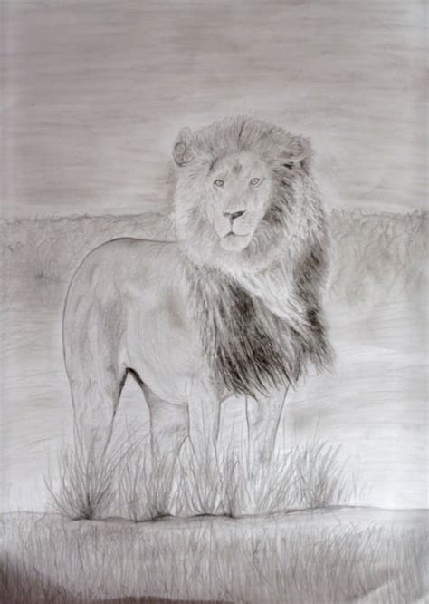 stunning collection  lion drawing design trends