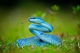 Las serpientes más impresionantes de la naturaleza | Serpientes ...