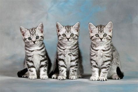 40 Pictures Of Cute Silver Tabby Kittens Tail And Fur Silver Tabby