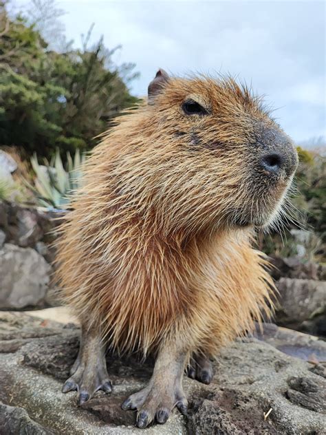 Emily エミリー 🎃 On Twitter Onsen Capybara