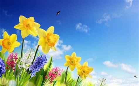 Wallpaper Yellow Daffodils Hyacinth Colorful Flowers Swallows Blue