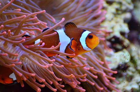 Where Does The Clown Fish Live