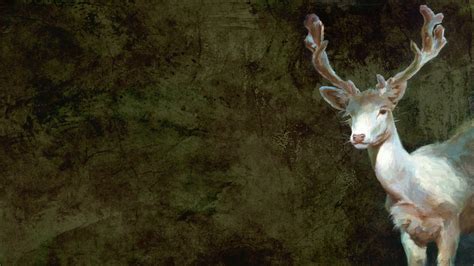 Deer Hd Wallpaper Background Image 1920x1080