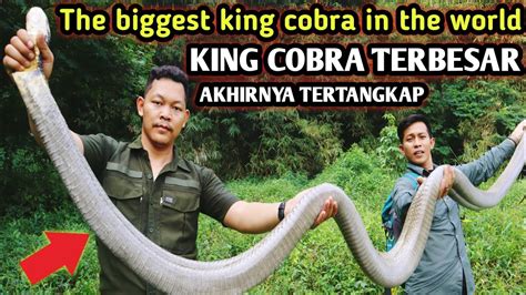 Akhirnya King Cobra Terbesar Dan Terpanjang Berhasil Ditemukan The