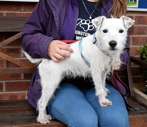 Warrington Animal Welfare Cheshire Dogs For Adoption
