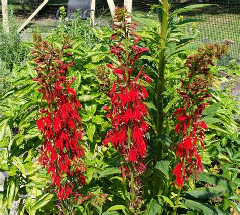 How To Grow Cardinal Flowers A Native Plant Dengarden