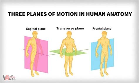 3 Planes Of Motion Sagittal Plane Medical Terminology Health Guide