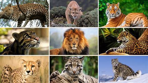 World Wildlife Day A Call To Protect The Big Cats Environews Nigeria