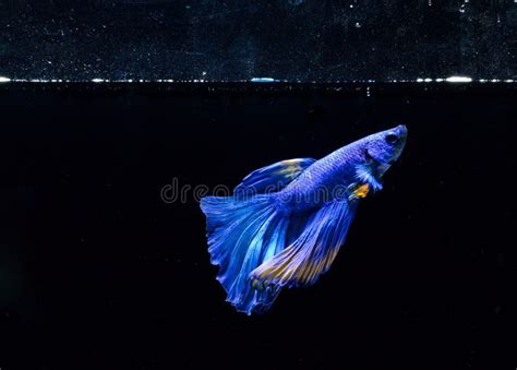 Beautiful Blue Betta Fish Swims In Aquarium Stock Photo Image Of