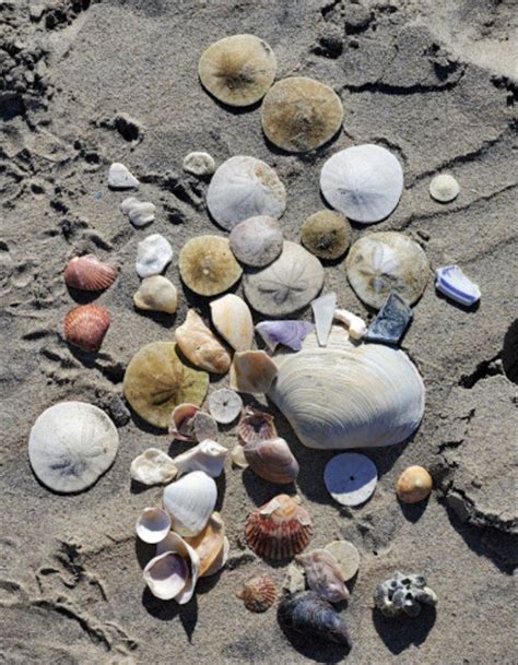 The Treasures Youll Spot At This Beach Are Endless So Many Beautiful