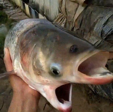 Chernobyl Mutant Fish Transborder Media