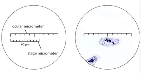 Solved Scientists Use Ocular Micrometers To Determine The Sizes Of