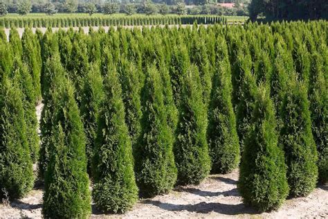 Thuja Occidentalis Pyramidalis Compacta Аmk Stroysu