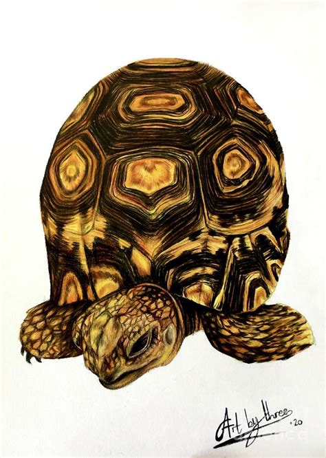 Sea Turtle Drawing By Art By Three Sarah Rebekah Rachel White Fine My