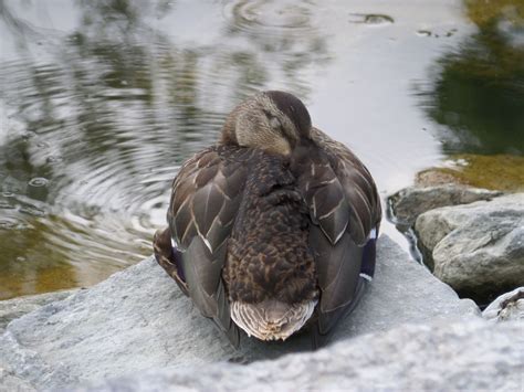 Sleeping Duck Taylor Creek Photo By Winnie Cheng Nature Photo