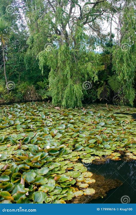 Lilies On A Forest Lake Stock Photo Image Of Lake Lush 17999616