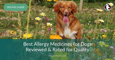 Best Allergy Medicines For Dogs Reviewed And Rated For Quality Thegearhunt