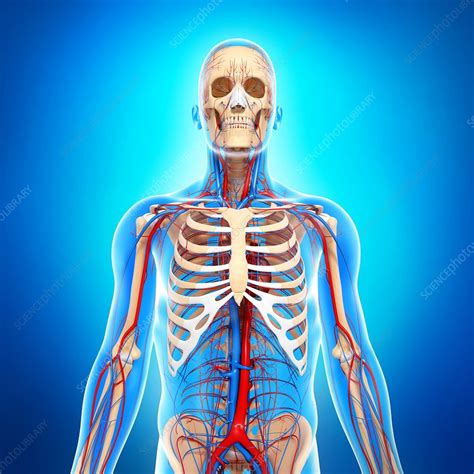Upper Body Anatomy Artwork Stock Image F0061560 Science Photo