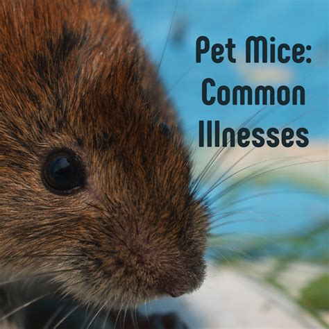 How To Spot A Sick Mouse Common Illnesses In Pet Mice Pethelpful