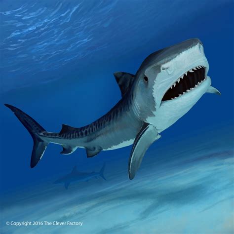 Tiger Shark Illustration By Bill Kersey Graphic Design From United