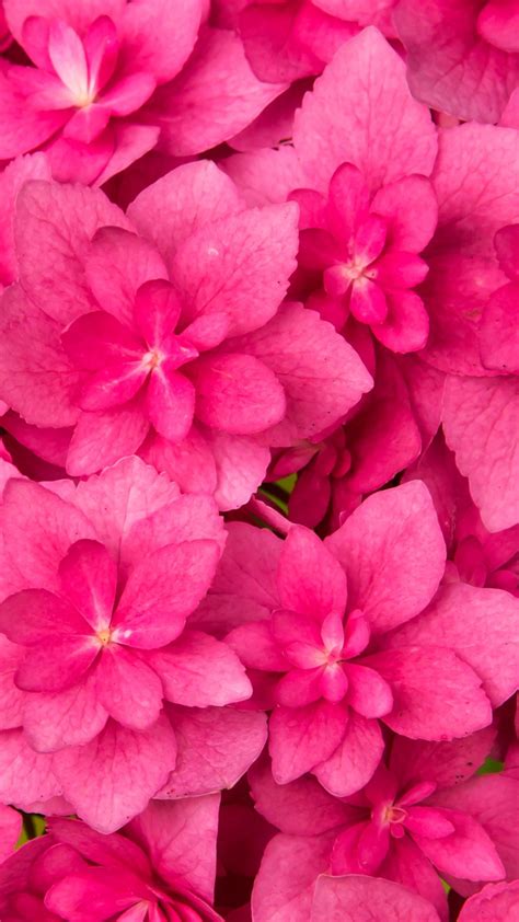Download 1080x1920 Pink Flowers Petals Close Up Flowerbed Wallpapers