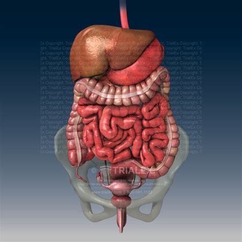 Normal Abdominal Organs Anatomy Trialexhibits Inc