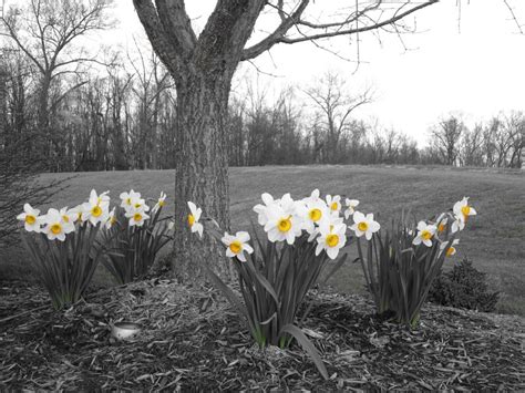 Spring Daffodil Tree 8x10 Photo Daffodil Print Botanical Art Etsy