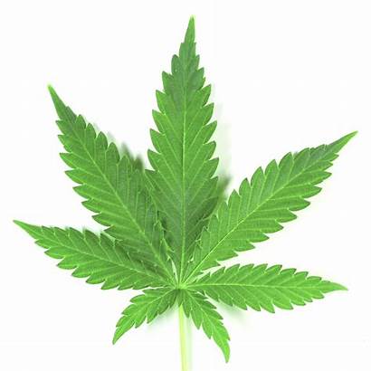 Marijuana Leaf Many Pot Medical Copy Minds
